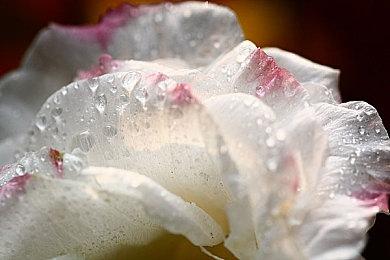 《巫师3》任务为何如此出众？CDPR：90%的提议都被拒绝了